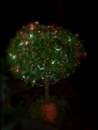 Plaited Bay with Christmas Lights. (Laurus nobilis (Sweet bay))