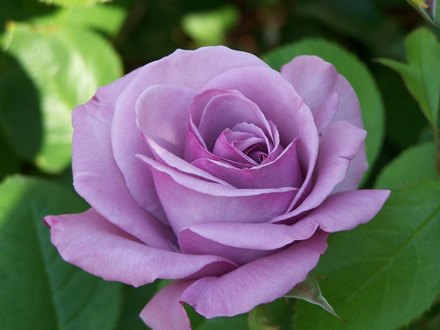Lavander Rose (Cotoneaster roseus)