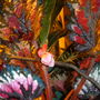 Begonia rex