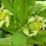 Carica papaya (Carica papaya (Common Pawpaw))