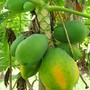 Carica papaya (Carica papaya (Common Pawpaw))