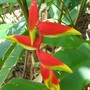 Heliconia rostrata