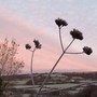 Frosty morning.