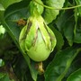 Passiflora edulis (Passiflora edulis (Golden Granadilla))