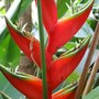 Heliconia