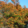 Tecomaria compensis- Cape Honeysuckle  (Tecomaria compensis- Cape Honeysuckle)