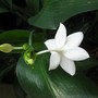 Eucharis grandiflora