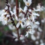 Abeliophyllum