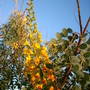 Caesalpinia mexicana - Mexican Bird of Paradise (Caesalpinia mexicana - Mexican Bird of Paradise)