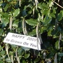 HAPPY 2009 from my Garrya elliptica " James Roof "