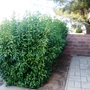 Evergreen Hedge