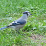 Blue Jay
