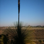 Xanthorrhoea quadrangulata - Grass Tree  (Xanthorrhoea quadrangulata - Grass Tree)