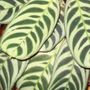 Beryl's plant