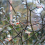 Red Dragon (Edgeworthia Chrysantha)