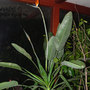 BOP Full View (Strelitzia reginae (Bird of paradise))