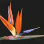 Day 7 of First BOP Bloom (Strelitzia reginae (Bird of paradise))