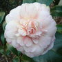 Camellia_japonica__marguerite_guillon_
