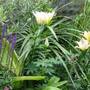 Container planting in a small inner city garden