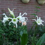 Peruvian Lily (Hymenocallis Festalis) (Hymenocallis festalis)