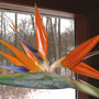New Petals Gently Coaxed (Strelitzia reginae (Bird of paradise))