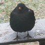 Birdschaff_-wagtail_-_blackbird_01