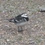Birdschaff_-wagtail_-_blackbird_01