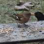 Birdschaff_-wagtail_-_blackbird_01