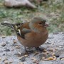 Birdschaff_-wagtail_-_blackbird_01