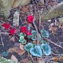 Miniature Cyclamen