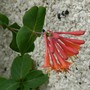 Lonicera