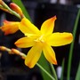 New Crocosmia