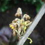 Hamamelis x intermedia (Witch hazel)