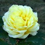 Toulouse-Lautrec Hybrid Tea. (Rosa 'Meirevolt' "Toulouse-Lautrec")