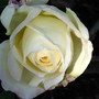 Rose 'Pascali' (Rosa 'Pascali')
