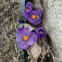 Crocus by rock(last spring) (Crocus vernus)