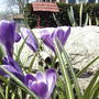 Crocus_viewpoint_2005-04-14