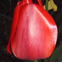 Red_tulip_2005-05-11