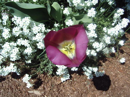 Purple tulip among the white rockcress (last spring) (Tulipa triumph 'Red Revival')