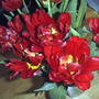 2006-04-07_double_tulips