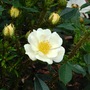 Paintbrush (Rosa 'Paintbrush' miniature)