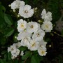 Miniature rose 'Popcorn' (Rosa 'Popcorn' Miniature)