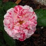 George Burns (Rosa 'George Burns')