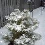 Little red pine (Pinus resinosa)