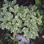 Goutweed, Bishop's foot  (Aegopodium podagraria)