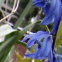 Blue_garden_flowers_2005-04-27