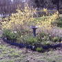 2007-05-12_spring_forsythia