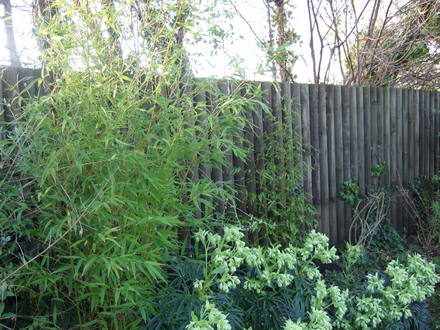 Phyllostachys aurea (Phyllostachys aurea (Hotei chiku))
