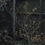 Hamamelis x intermedia 'Pallida'