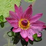 waterlily